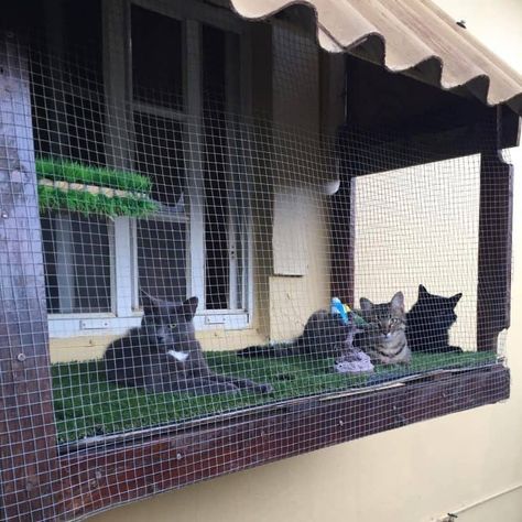 Outdoor Cat Window Cage, Cat Outside Enclosure Window, Cat Patio Enclosure Window, Catio Window Apartment, Off Window Catio, Cat Patio Window, Out The Window Catio, Cat Window Enclosure, Small Window Catio