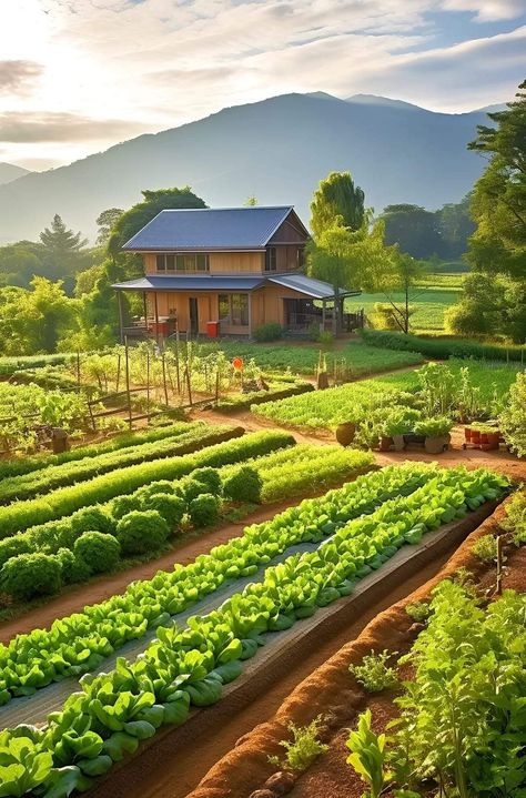 Vegetables ❤️❤️ Agriculture Pictures, Panorama Alam, Fruit Animals, Garden Layout Vegetable, Farm Living, Farm Lifestyle, Vegetable Gardens, Horse Ranch, Sustainable Garden