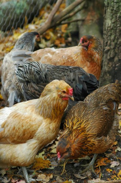 Beautiful Chickens, Hen Chicken, Free Range Chickens, Chickens And Roosters, Chicken Runs, Chicken Breeds, Hens And Chicks, Farms Living, Chicken Farm