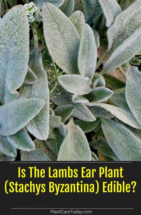 Lambs Ear Plant, Backyard Hacks, Lambs Ears, Cabin Garden, Plants Tips, Stachys Byzantina, Garden Perennials, Fuzzy Texture, Zone 5