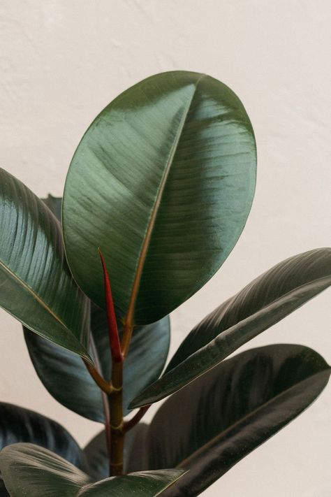 Ficus Abidjan, Rubber Ficus, Dark Green Plants, Interior With Plants, Ficus Plant, Plantas Interior, Plants Photography, Ficus Elastica, Buy Seeds