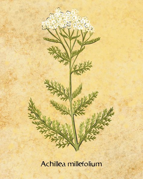 Yarrow is magical, healing, gentle and caring. I am on a journey of healing my hormonal and nervous systems and yarrow has been a great companion for that. Do you use yarrow in your life? How? Yarrow is a part of the Venelestis Medicatrix Botanical Oracle, which is now available to order via clickthrough in bio. #yarrow #womenshealth #divinefeminine #herbmagic #magicalherbalism #herbs #plantlove #botanicalillustration #wildflowers #medicinalherbs #oracledeckcreator Common Yarrow, Yarrow Plant, Achillea Millefolium, Magic Herbs, Common Names, Herbaceous Perennials, Human Poses, Oracle Decks, Medicinal Herbs