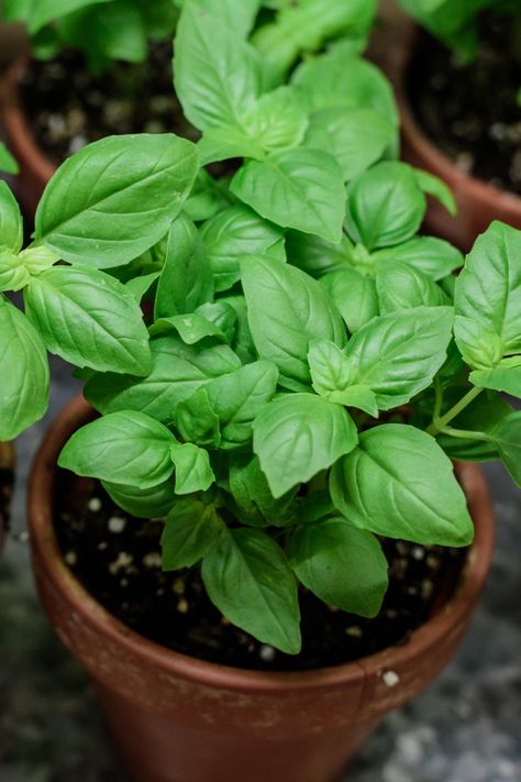 Basil Plants In Pots, How To Grow Basil In A Pot, How To Grow Basil, Growing Basil Outdoors, Basil In Pots, Basil Plant Care, Basil Pot, Grow Basil Indoors, Basil Plant Indoors