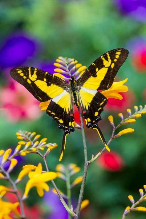 Mariposita, mariposita Tropical Butterflies, Photo Papillon, Tropical Butterfly, Two Butterflies, Types Of Butterflies, Moth Caterpillar, Flying Flowers, Butterfly Photos, Beautiful Bugs