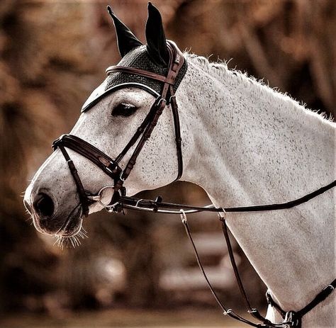 Fleabitten Grey Horse, Grey Horse Aesthetic, Fleabitten Horse, Grey Horses, Horse Coat Colors, Equestrian Aesthetic, Beautiful Horse Pictures, Horse Riding Equestrian, English Horse