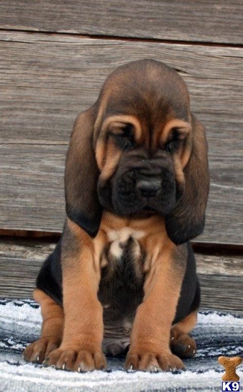 Baby Bloodhound Puppy Bloodhound Puppies, Blood Hound, Hound Puppies, Airedale Terrier, Basset Hound, Funny Animal Pictures, 귀여운 동물, Animals Friends, Dog Pictures