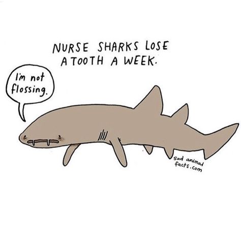 Nurse Shark Drawing, Shark Drawing, Nurse Shark, Marine Mammals, Animal Facts, Sharks, Mammals, Animals, Art