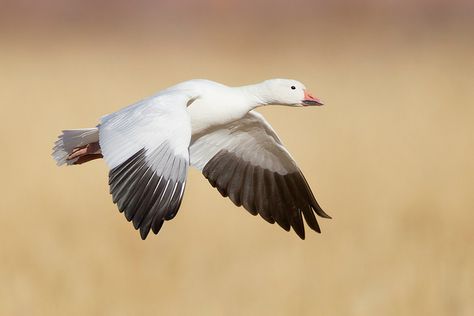 Farm Loop Snow Goose | by Jeff Dyck Goose Tattoo, Special Animals, Canadian Animals, Snow Geese, Aquatic Birds, Snow Goose, Crows Ravens, Mother Goose, Animal Totems