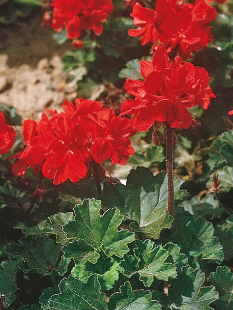 Zonal Geraniums, Faded Flowers, Rabbit Resistant Plants, Front Yard Flowers, Garden Flowers Perennials, Hgtv Garden, Flower Picks, Plant Tags, Dry Creek