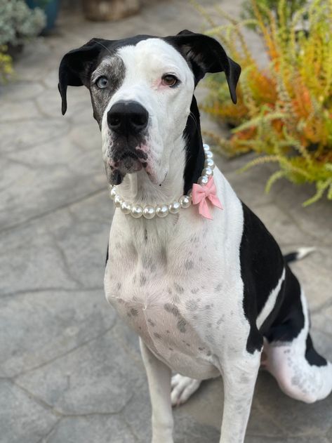 Pearl necklaces collar with bow. Dog Pearl Necklace, Jewelry For Dogs, Dog Collar Necklace, Dog Necklace Collar, Pearl Dog Collar, Dog Pearls, Dog Corner, Luxury Dog Collars, Beaded Dog Collar