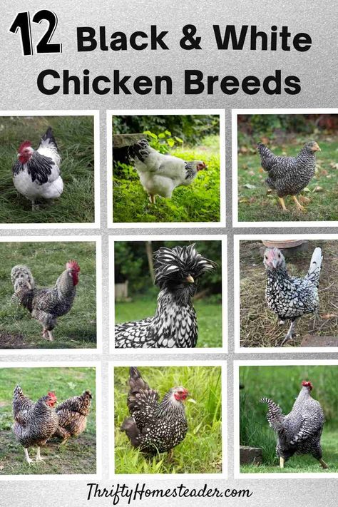 Americana Chickens Hens, White Chicken Breeds, Polish Chickens Breed, Americana Chickens, Black And White Chicken, Chicken Math, Sussex Chicken, Black And White Chickens, Chicken Wallpaper