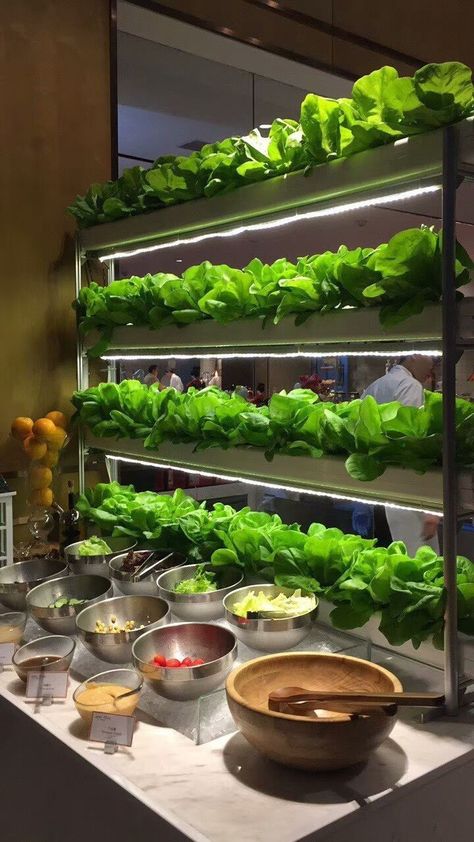 Kitchen Hydroponic Garden, Hydroponics Aesthetic, Hidroponico Ideas, Indoor Farming At Home, Gardening Tattoo, Hydroponic Gardening System, Gardener Aesthetic, Indoor Farming, Gardening Aesthetic