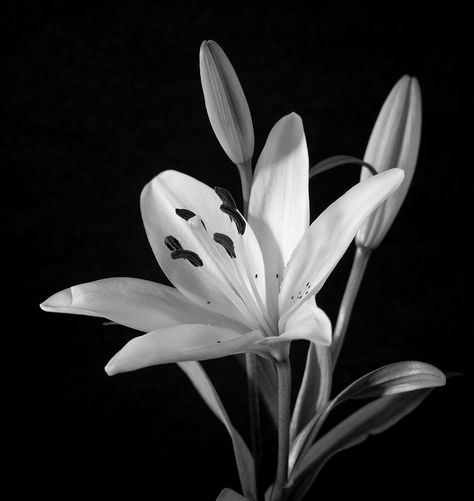 Lily, Lilies, Flower, Plant, Nature, Flora, White Lily Flower Photography, Black And White Plants, Lilly Photography, Nature Spa, Lily Photography, Vehicle Illustration, White Lily Flower, Floral Black And White, Lilly Flower