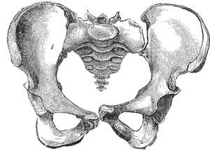 A crude but very cute approximation of how the pelvic halves move. From our Anatomy of the Pelvis class in the Breathing Series. Andreas Vesalius, Spinning Babies, Pelvic Girdle, Pelvic Bone, Skeleton Anatomy, Human Bones, Lower Limb, Joints Pain Relief, Pelvic Floor