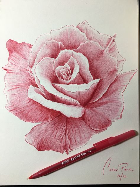 💯 red rose pen drawing Instagram @ Paviatattoo Rose Pen Drawing, Pink Drawing Ideas, Realistic Rose Drawing, Ballpen Drawing, Realistic Flower Drawing, Biro Drawing, Drawing Rose, Rose Line Art, Rose Outline