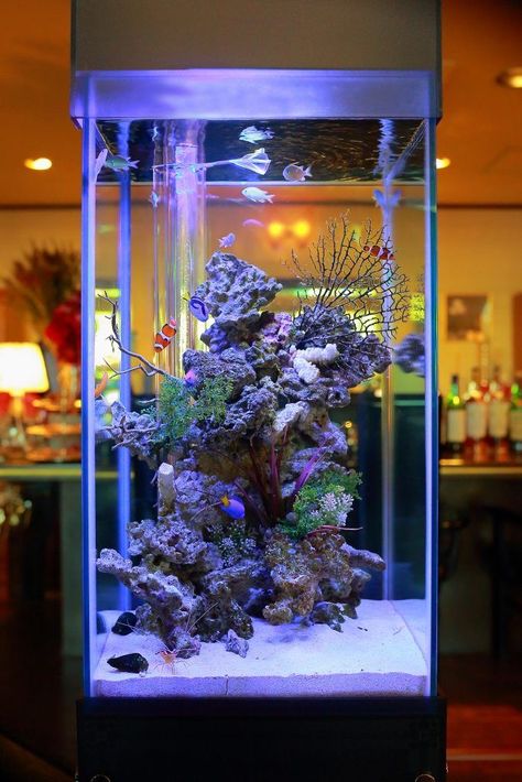 Bathroom Aquarium, House Fish Tank, Seahorse Aquarium, Saltwater Aquarium Setup, Fish Tank Wall, Coral Aquarium, Marine Fish Tanks, Custom Aquarium, Wall Aquarium