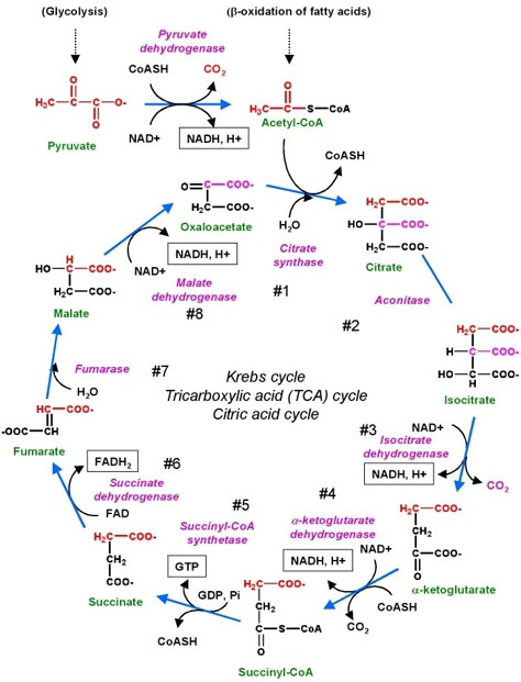 Glycolysis Diagram, Glycolysis Cycle, Bio Chemistry, Biochemistry Notes, Organic Chemistry Study, Environmental Chemistry, Krebs Cycle, Chemistry Basics, Mcat Study