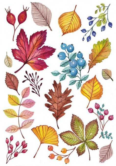 Autumn Berries Illustration, Leaves Autumn Drawing, Fall Leaves And Flowers, Autumn Plants Illustration, Autumn Foliage Illustration, Fall Flowers Illustration, Fall Floral Illustration, How To Draw Autumn Leaves, Autumn Flowers Watercolor