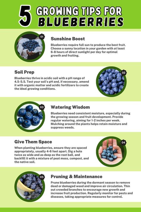 Infographic titled 'Growing Tips for Blueberries.' Explore five essential tips for successful blueberry cultivation, including soil pH and type, sunlight requirements, proper planting techniques, irrigation and mulching, and pruning and maintenance. Enhance your blueberry gardening with these valuable tips and enjoy a bountiful harvest of delicious and nutritious berries. Blueberries Growing, Blueberry Gardening, Fruit Trees In Containers, Acidic Soil, Growing Blueberries, Berry Garden, Blueberry Plant, Vegetable Garden Diy, Blueberry Bushes