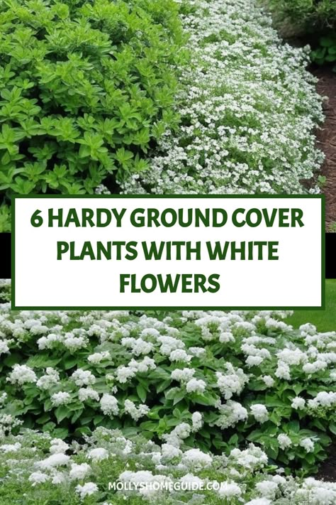 Planting Around House Foundation, Lush Drought Tolerant Landscape, Low Maintenance Plants For Front Yard, Easy Plants For Front Of House, White Planting Schemes, All Year Plants Outdoors, Ground Cover Flowers Perennials, Silver Carpet Ground Cover, Snow In Summer Ground Cover