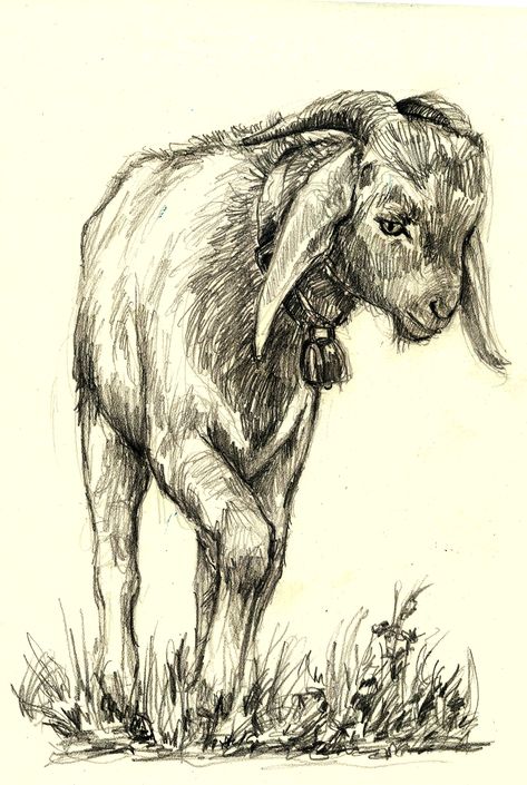 Goat Drawing Sketch, Goat Sketch, Goat Drawing, Rope Drawing, Goat Picture, Goat Pen, Nubian Goat, Goat Art, Drawing Ideas List