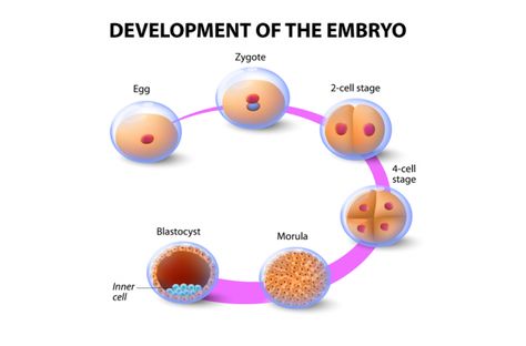 development of an embryo