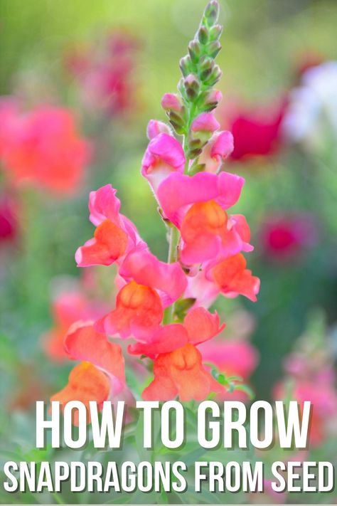 Snap Dragons Garden, Growing Snapdragons From Seed, Snapdragons In Containers, How To Plant Flower Seeds, Potted Snapdragons, How To Grow Snapdragons, Rocket Snapdragons, Snapdragon Flowers In Pots, Planting Snapdragons