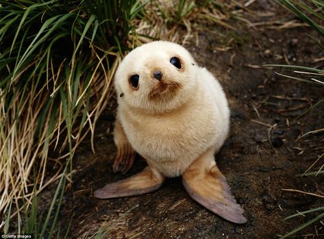 Fur Seal, Baby Otters, Seal Pup, Baby Driver, Baby Seal, South Georgia, Mini Canvas, Cute Kittens