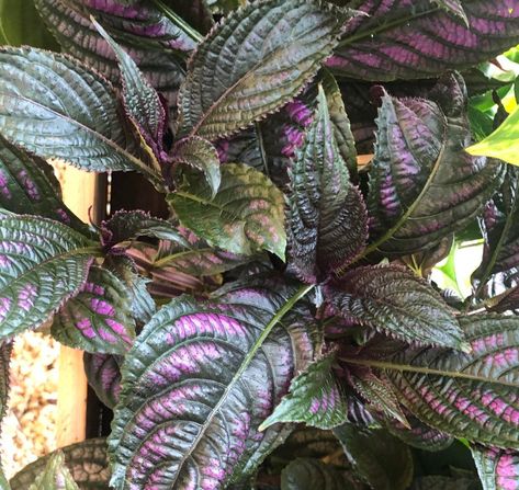 The ULTIMATE Guide for Persian Shields! (Strobilanthes) Persian Shield Plant, Persian Shield, House Planter, Rooting Hormone, Spider Mites, Self Watering Pots, Flower Spike, Home Landscaping, Brown Spots