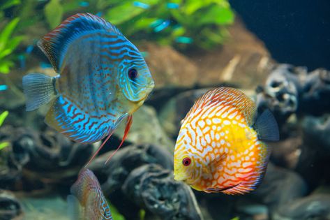 Fish 4k Ultra HD Wallpaper | Background Image | 4032x2683 | ID:571458 - Wallpaper Abyss Discus Fish For Sale, Discus Tank, Discus Aquarium, Fish Background, Discus Fish, Orange Fish, Fish For Sale, Fish Wallpaper, Aquarium Fish Tank