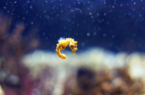 Baby seahorse   ...........click here to find out more     http://googydo Baby Seahorse, Underwater Creatures, Sea Horse, Baby Animals Funny, Ocean Creatures, Ocean Animals, In The Ocean, Cute Creatures, Ocean Life