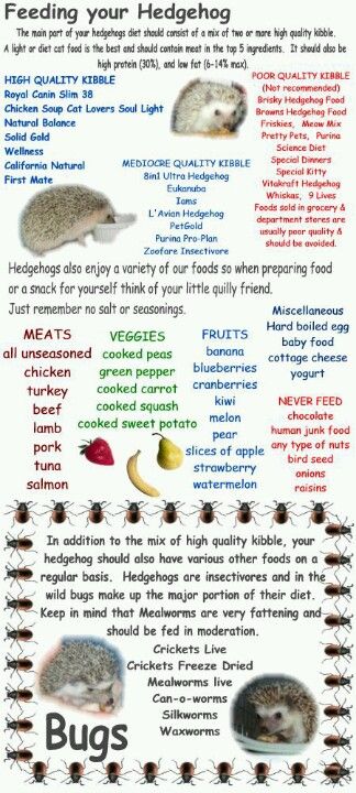 Feeding your hedgie. We can't have hedgies in CA, but if I ever move, I want to go to hedgehog country and this will be helpful!