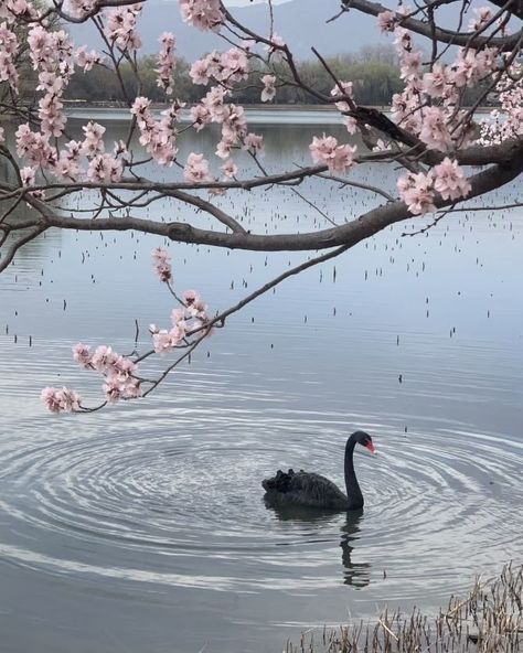 Japan Aesthetic, Japanese Aesthetic, Spring Aesthetic, Pink Blossom, Six Feet Under, Black Swan, Nature Aesthetic, Pretty Places, Aesthetic Photo