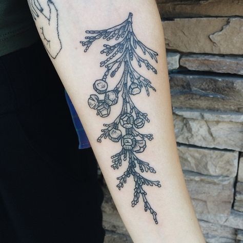 Cedar branch from flash weekend! 🌲🌿 Cedar Tattoo, Cedar Tree Tattoo, Pony Reinhardt, Cedar Branch, Tree Branch Tattoo, Tree Tattoo Arm, Anniversary Tattoo, Branch Tattoo, Small Tats