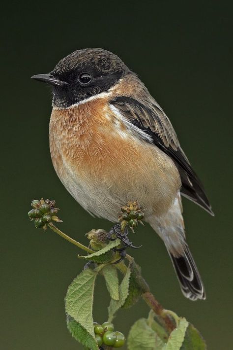 Birdhouse In Your Soul, Stonechat, Up North, Sea Level, Little Bird, The Birds, The East, Bird Houses, Old World