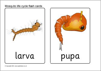 Mosquito life cycle flash cards (SB11021) - SparkleBox Mosquito Craft Preschool, Mosquito Craft, Life Cycle Of A Mosquito, Mosquito Illustration Cartoon, Mosquito Life Cycle, Mosquito Infographic, Printable Flash Cards, Free Teaching Resources, Teaching Science