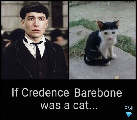 Credence Barebone, Cute Kitten, Fantastic Beasts, Memes Quotes, Kittens Cutest, Favorite Quotes, Acting, Harry Potter, Kittens