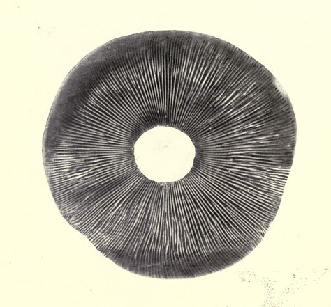 Spore Print Tattoo, Mushroom Spores Art, Mushroom Spore Print Art, Spore Prints, Mushroom Spore Print, Spore Print, Fungi Spores, Mushroom Prints, Mushrooms Art