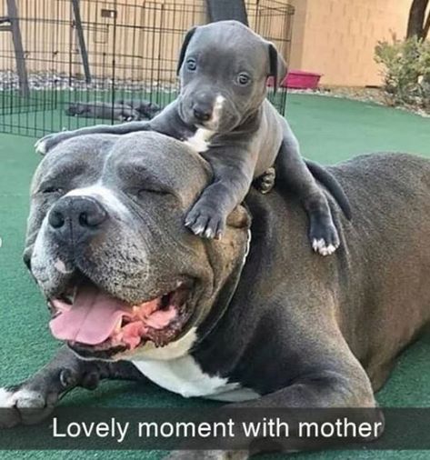 Doggo Snaps Forever Delivering Happy Feels Cute Dog Photos, Pitbull Puppy, American Pit Bull Terrier, Cute Dog Pictures, Funny Family, Pitbull Puppies, Bull Terrier Dog, Pit Bulls, American Pitbull Terrier