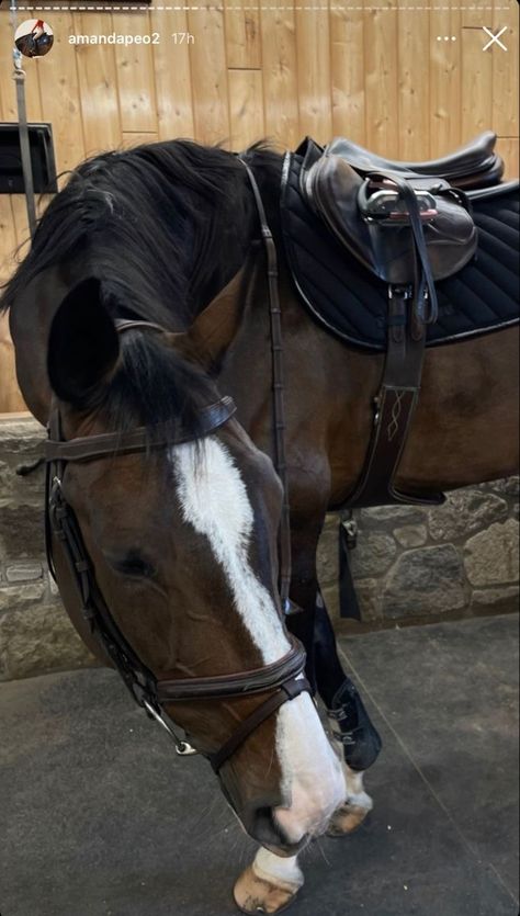 Brown Horse Aesthetic, Dark Brown Horse, Horsey Life, Horse Riding Aesthetic, Equestrian Aesthetic, Cute Horse Pictures, Big Horses, Horse Aesthetic, Horse Grooming