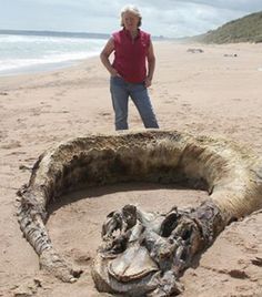 Mysteries of the deep: Only this week, Margaret Flippence stumbled upon this skeleton while strolling along the beach near Aberdeen. Experts were still trying last night to work out what the mystery 30ft washed-up remains are  Certainly, the study of the possible existence of sea monsters and other creatures of legend - known as cryptozoology - remains an area that captures the imagination of scientists and laymen alike. British Beaches, Unexplained Mysteries, Unexplained Phenomena, The Boogeyman, Sea Monster, Loch Ness Monster, The Stranger, Sea Animal, Sea Monsters