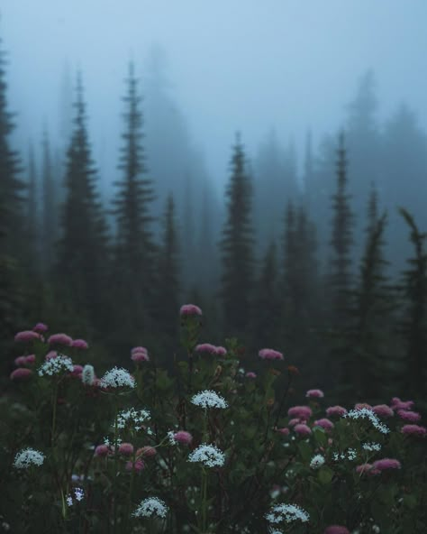 Rainer National Park, Dark Naturalism, Dark Forest Aesthetic, Forest Background, Foggy Forest, Dark Nature Aesthetic, Misty Forest, Pretty Landscapes, Forest Flowers