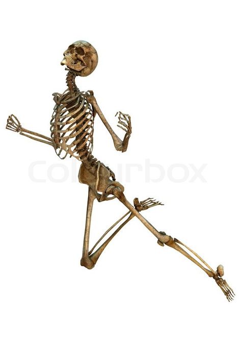 Posing Skeletons, Flying Human, Skull Reference, Skeleton Anatomy, Human Skeleton, Dancing Skeleton, Human Skull, Ap Art, Action Poses