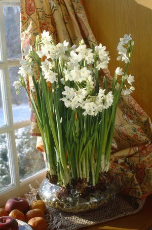 How Not to Grow Paperwhites Forcing Bulbs, Bulb Vase, Rock Decor, University Of Minnesota, House Plants Indoor, Growing Indoors, Bulb Flowers, Winter Blues, Potting Soil