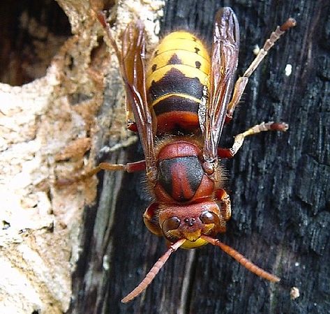 European Hornet queen (Vespa crabro) European Hornet, Japanese Giant Hornet, Wasp Spray, Wasp Stings, Deadly Animals, Wasp Nest, Bee Swarm, Bug Collection, Honey Bee Hives