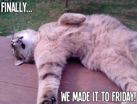 Finally! We made it to Friday! Jw Jokes, Friday Cat, Jw Humor, Happy Memes, Friday Meme, Friday Quotes Funny, Weekend Quotes, Finally Friday, Morning Quotes Funny