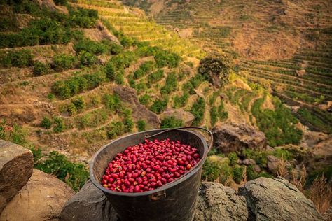 Did you know that the ripe coffee cherries from the mountains of Al Hadiya are of unparalleled quality? 🌟☕️ Let's explore this image of ripe coffee cherries harvested from the mountains of Al Hadiya, symbolizing the exceptional quality of Yemeni coffee. This photo is not just visually stunning but also tells a story of the essence of Yemeni coffee! 😍 👉 Click the link to learn more: https://coffeefactz.com/yemen-coffee-history #CoffeeFactz #YemeniCoffee #CoffeeQuality #ExploreCoffee 📸 Ripe... Yemeni Coffee, Coffee History, Quality Coffee, Yemen, Click The Link, The Mountain, To Learn, Did You Know, Essence