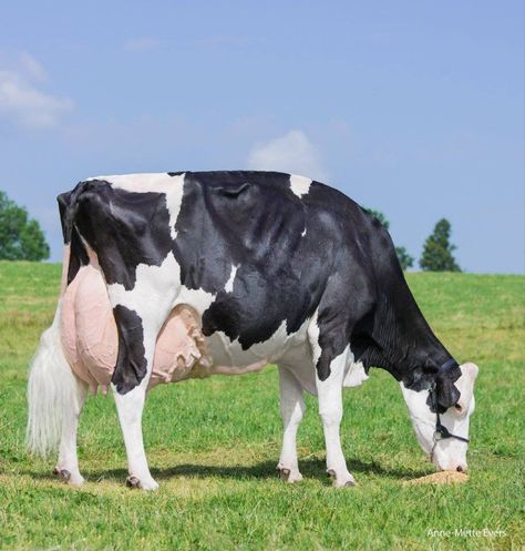 Dairy Cows Holstein, Farming Land, Livestock Showing, Show Cows, Holstein Cows, Dairy Cattle, Show Cattle, Dairy Cow, Sheep Farm