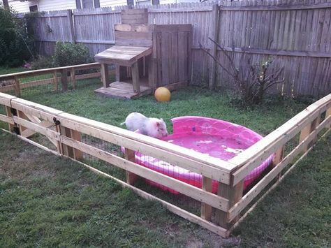 Pig pen Outside Pig Pen Ideas, Pet Pig Pen, Backyard Pig Pen Ideas, Homestead Pig Pen, Pot Belly Pig Pen, Kune Kune Pig Pen, Kunekune Pig Pen Ideas, Pig Mud Pit, Mini Pot Belly Pigs