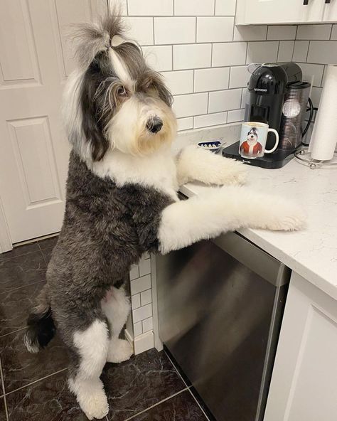 Old English Sheepdog Haircut, Doodle Haircuts, Groom Room, Things For Dogs, Sheepadoodle Puppy, Maggie Mae, Puppy Grooming, Poodle Grooming, Dog Haircuts